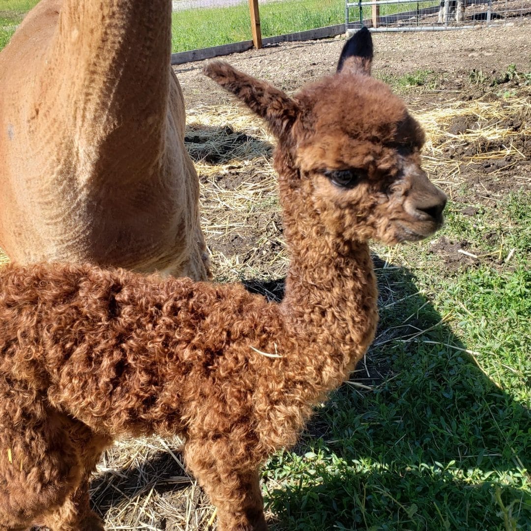 A young alpaca cria standing in the pasture