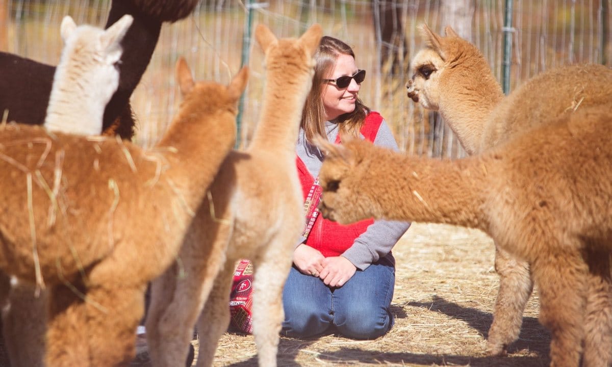 A visitor greeting alpacas at the fence