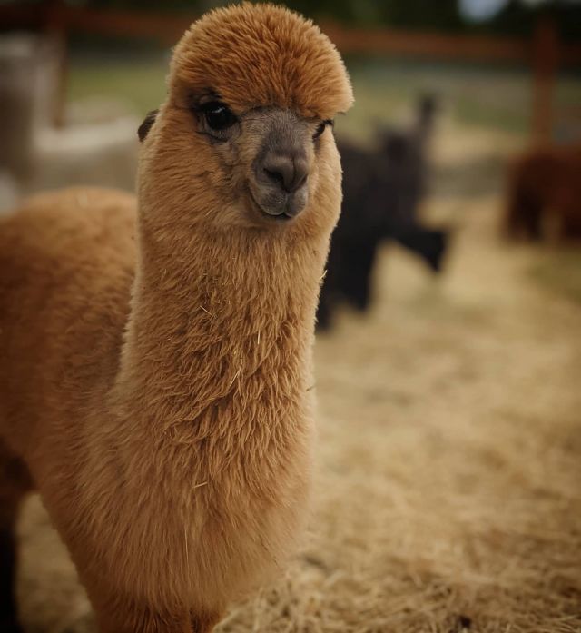 A great day to be at the TerBest Alpaca Farm.
#alpaca #alpacafiber #farmlife #farmanimals
#justanotherdayinparadise #idaho