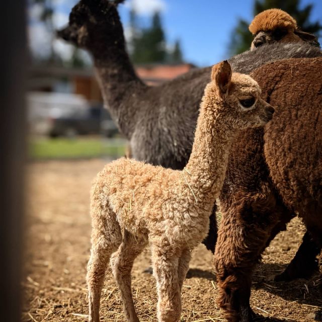 Baby Biscoff is our newest member on the TerBest Farm.
#babyalpaca #alpacafarm #alpacalife #farmanimals #momandson